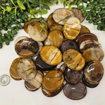 Petrified Wood Worry Stone